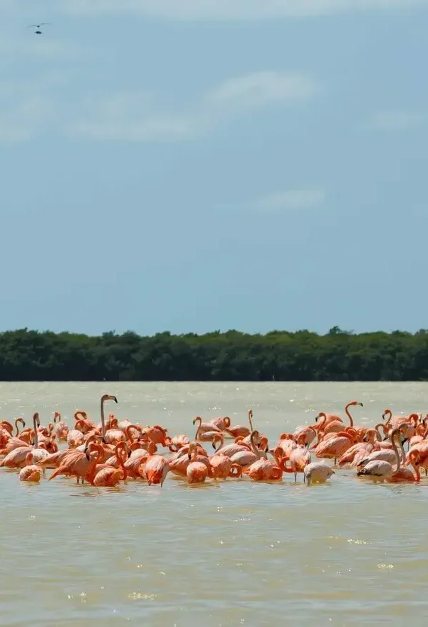 group-of-beautiful-pink-flamingos-celestun-mexic-2024-10-13-22-26-40-utc